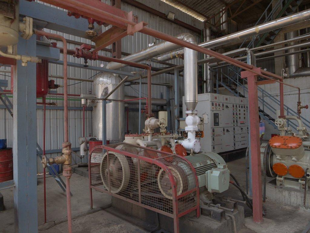Plant image 5