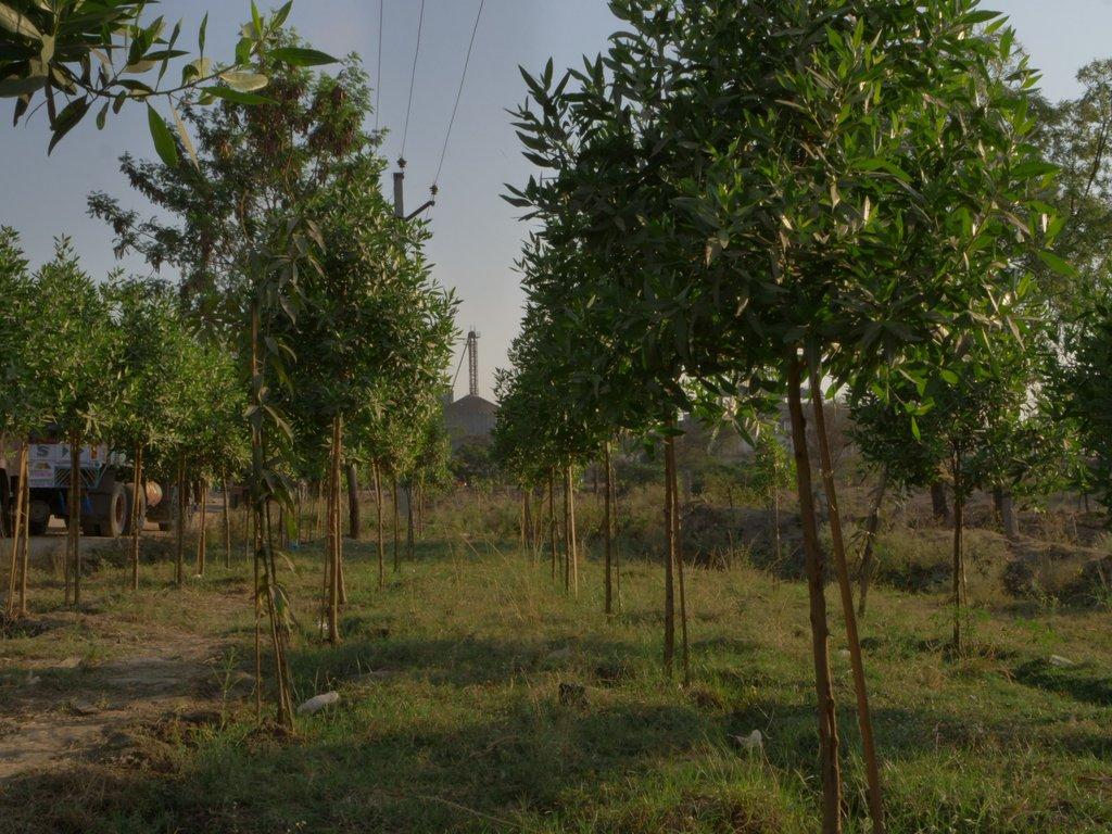 Plant image 4